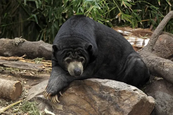 Framed Print : Malaysian Sun Bear (Helarctos malayanus malayanus) adult, resting on rock (captive) Framed Print : Malaysian Sun Bear (Helarctos malayanus malayanus) adult, resting on rock (captive)