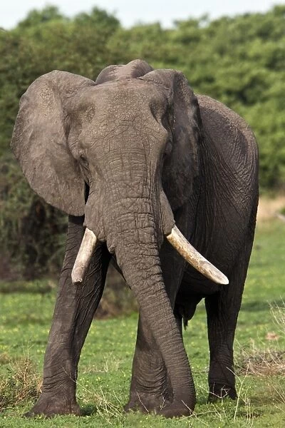 A male African Elephant - Botswana