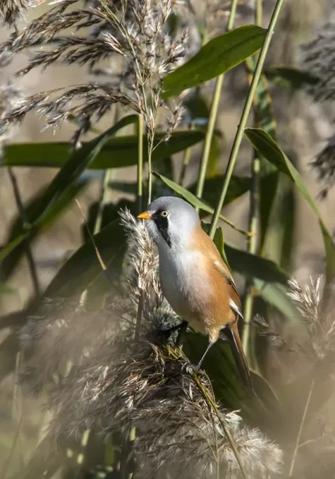 Framed Print : Male Bearded Tit on reeds. Minsmere Suffolk