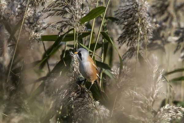 Male Bearded Tit on reeds. Minsmere Suffolk