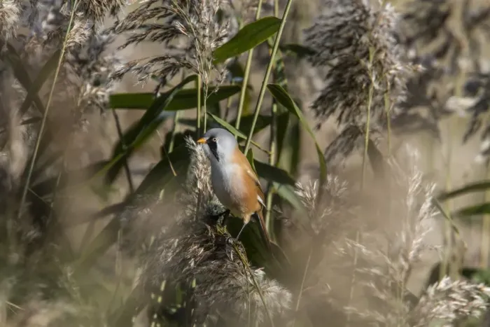 Framed Print : Male Bearded Tit on reeds. Minsmere Suffolk Framed Print : Male Bearded Tit on reeds. Minsmere Suffolk