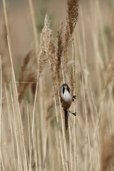 Male Beared Tit on reeds, Minsmere Suffolk
