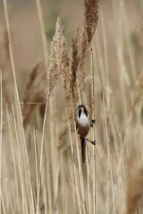 Framed Print : Male Beared Tit on reeds, Minsmere Suffolk