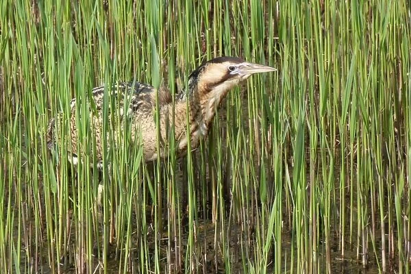 Male Bittern walks through young reeds