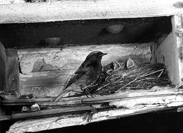Male Black Redstart at nest in bombed out building near St Pauls London June 1951. Taken by Eric Hosking