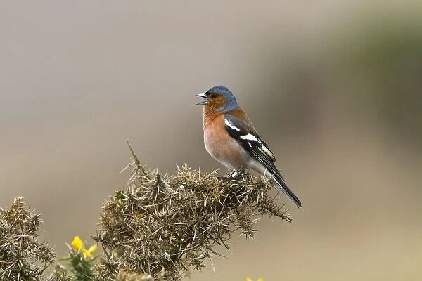 Male Common Chaffinch singing on gorse