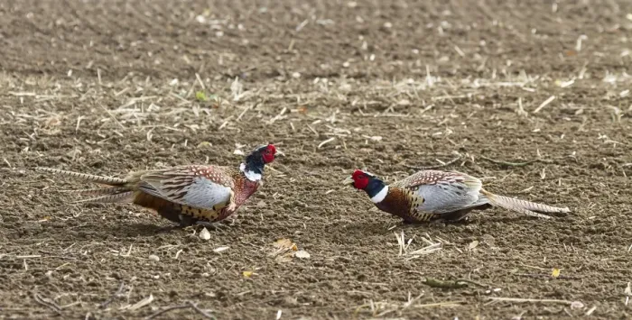 Framed Print : Two male Common Pheasants sparing