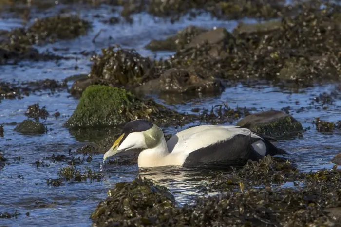 Framed Print : Male Eider duck on seaweed - Scotland Framed Print : Male Eider duck on seaweed - Scotland