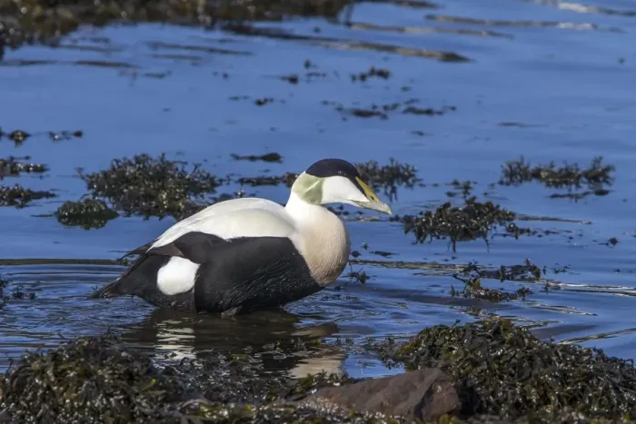 Framed Print : Male Eider duck standing on seaweed - Scotland Framed Print : Male Eider duck standing on seaweed - Scotland