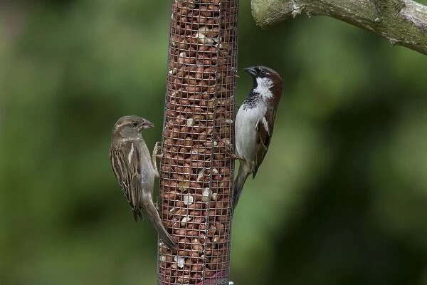 Male and Female House Sparrow on peanut feeder