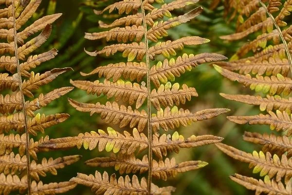 Male Fern (Dryopteris filix-mas) close-up of fronds in autumn colour, growing on woodland floor, Blithfield