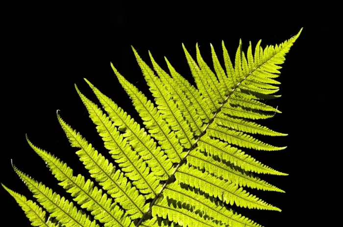 Framed Print : Male Fern (Dryopteris filix-mas) close-up of backlit frond, Brede High Woods, West Sussex, England, september