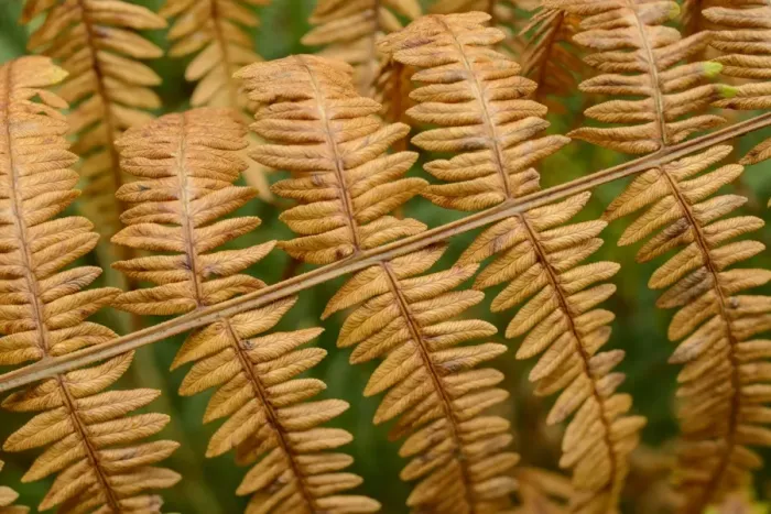 Framed Print : Male Fern (Dryopteris filix-mas) close-up of fronds in autumn colour, growing on woodland floor, Blithfield Framed Print : Male Fern (Dryopteris filix-mas) close-up of fronds in autumn colour, growing on woodland floor, Blithfield