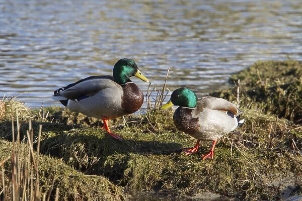 Two Male Mallard ducks