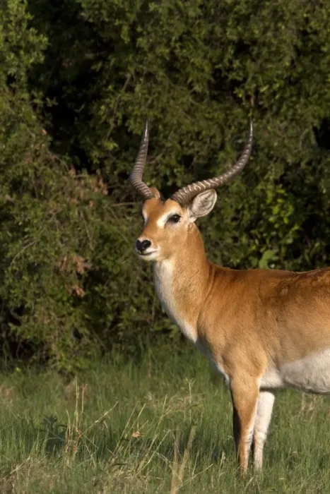 Framed Print : Male Red Lechwe Okavango Delta near Kwara. Lechwe are found in marshy areas where they eat aquatic plants Framed Print : Male Red Lechwe Okavango Delta near Kwara. Lechwe are found in marshy areas where they eat aquatic plants