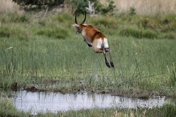 Male Red Lechwe Okavango Delta near Kwara. Lechwe are found in marshy areas where they eat aquatic plants