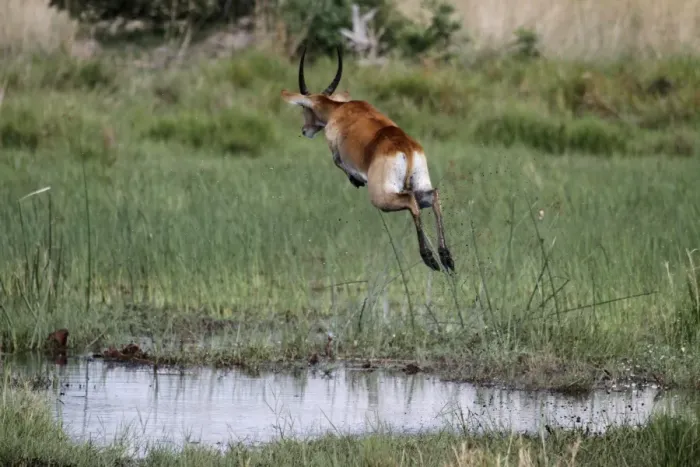 Framed Print : Male Red Lechwe Okavango Delta near Kwara. Lechwe are found in marshy areas where they eat aquatic plants Framed Print : Male Red Lechwe Okavango Delta near Kwara. Lechwe are found in marshy areas where they eat aquatic plants