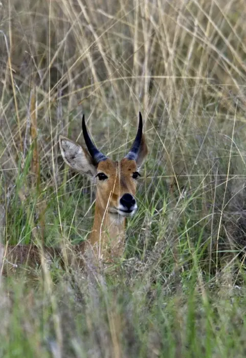 Framed Print : Male reedbuck sitting in tall grass near Kwara, Okavango Delta Botswana