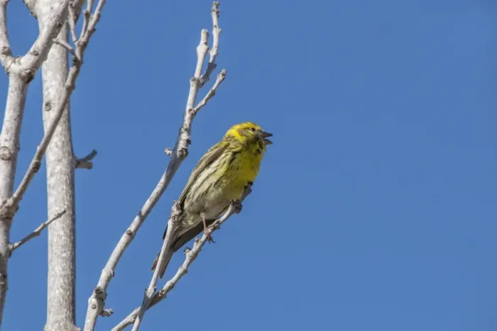 Framed Print : Male Serin singing - Spain Framed Print : Male Serin singing - Spain