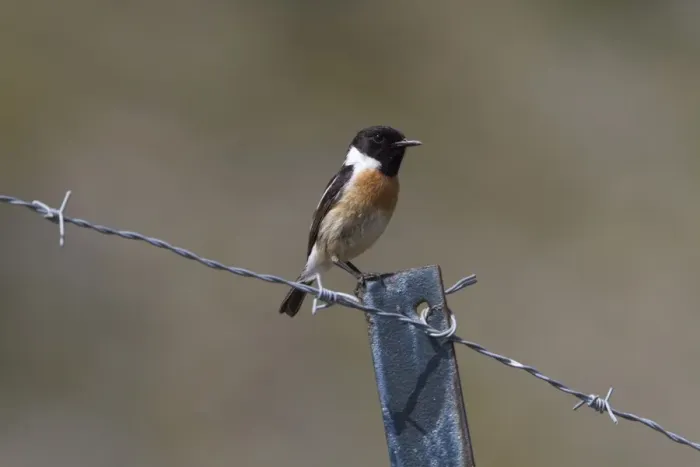 Framed Print : Male Stonechat on wire fence Framed Print : Male Stonechat on wire fence