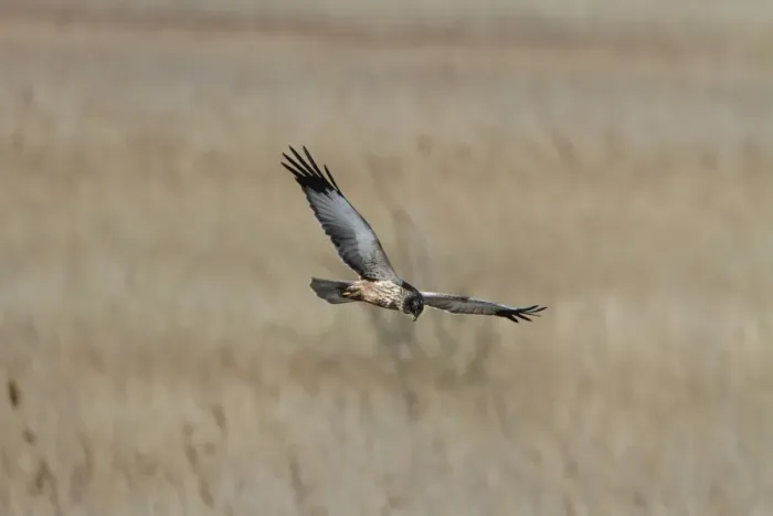 Framed Print : Male Western Marsh Harrier, flying at RSPB Minsmere Suffolk Framed Print : Male Western Marsh Harrier, flying at RSPB Minsmere Suffolk