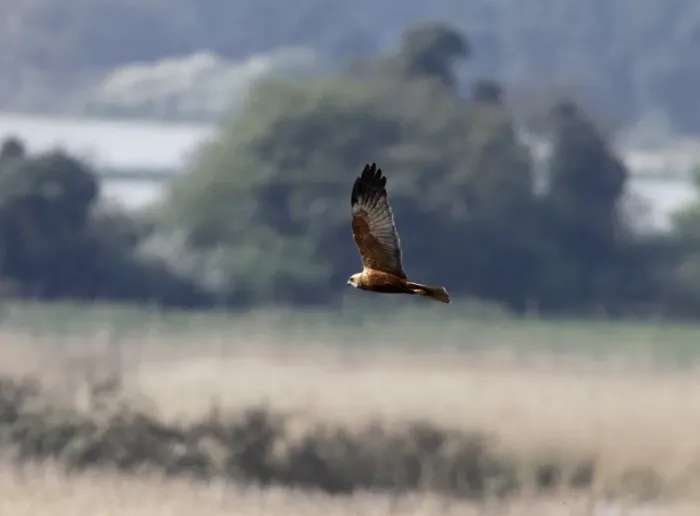 Framed Print : Male Western Marsh Harrier at Minsmere Suffolk - April Framed Print : Male Western Marsh Harrier at Minsmere Suffolk - April
