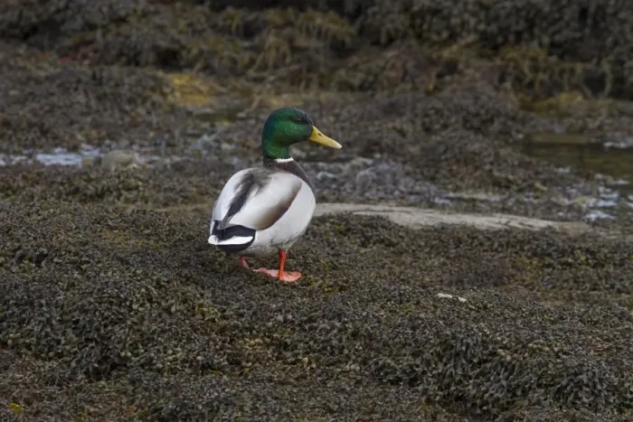Framed Print : Mallard drake standing on seaweed Framed Print : Mallard drake standing on seaweed