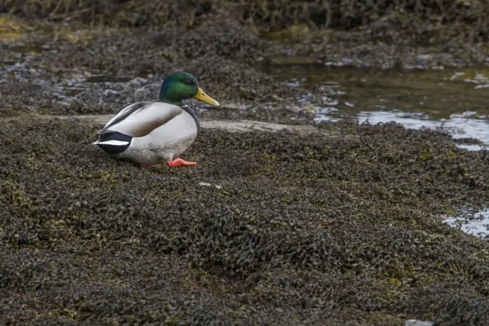 Framed Print : Mallard drake standing on seaweed