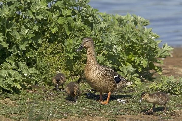 Mallard Duck (Anas platyrhynchos) adult female with ducklings, foraging at edge of water, Minsmere RSPB Reserve, Suffolk, England, june