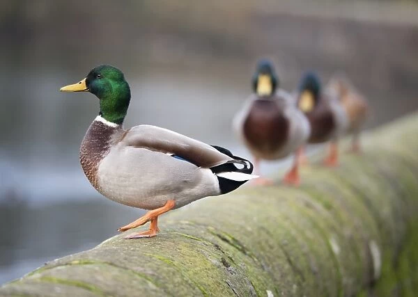 Mallard Duck (Anas platyrhynchos) adult males and female, standing on wall of mill pond, Chipping, Lancashire, England, november