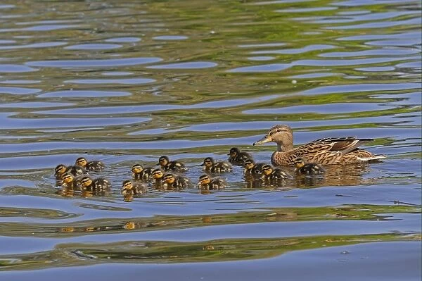 Mallard Duck (Anas platyrhynchos) adult female with fifteen ducklings, swimming, River Thames, Berkshire, England, april