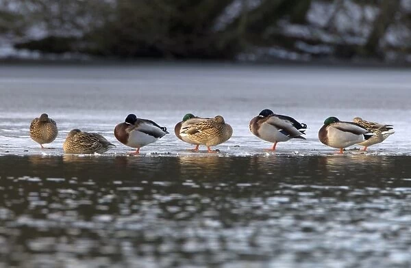 Mallard Duck (Anas platyrhynchos) adult males and females, flock roosting on ice of frozen lake, Duns Castle, Duns