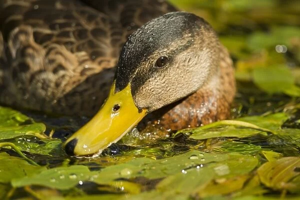 Mallard Duck (Anas platyrhynchos) x domestic duck hybrid, adult male, close-up of head