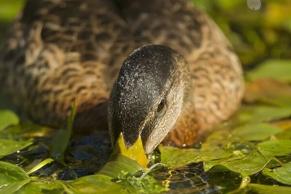 Mallard Duck (Anas platyrhynchos) x domestic duck hybrid, adult male, close-up of head