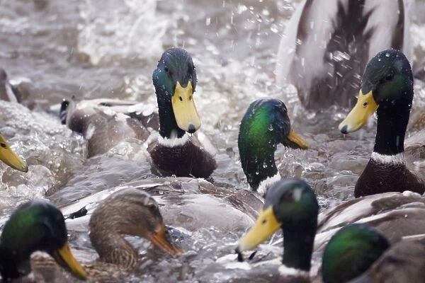 Mallard Duck (Anas platyrhynchos) adult males and females, flock in feeding frenzy on water, Ouse Washes, Norfolk