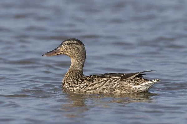 Mallard Duck (Anas platyrhynchos) adult female, swimming, Suffolk, England, February
