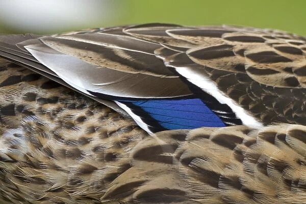Mallard Duck (Anas platyrhynchos) adult female, close-up of speculum feathers on wing, Norfolk, England, March