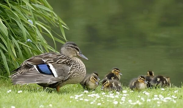 Mallard Duck (Anas platyrhynchos) adult female, with newly hatched ducklings, at edge of water, West Sussex, England
