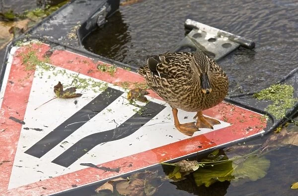 Mallard Duck (Anas platyrhynchos) adult female, standing on Road Narrows sign in shallow water, River Stour, Dorset, England, october
