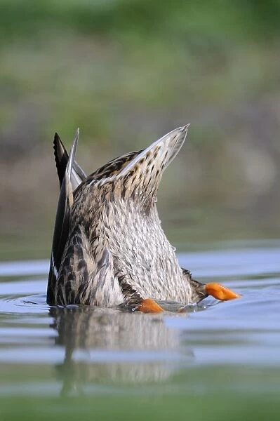 Mallard Duck (Anas platyrhynchos) adult female, feeding, upended in water, Oxfordshire, England, march