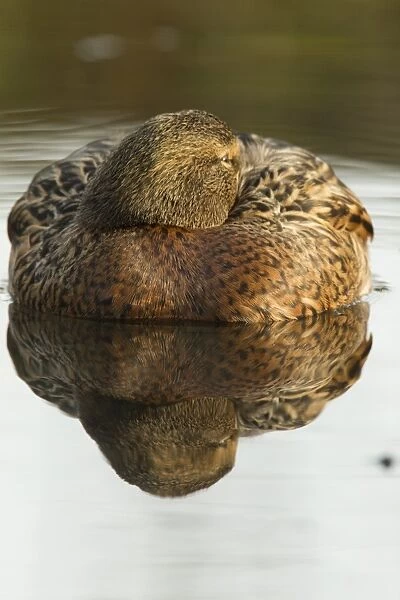Mallard Duck (Anas platyrhynchos) adult female, resting on water, Derbyshire, England, January