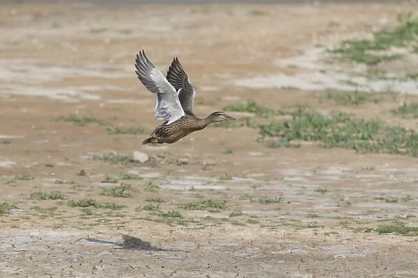 Mallard Duck (Anas platyrhynchos) adult female, in flight over dried up scrape, Minsmere RSPB Reserve, Suffolk