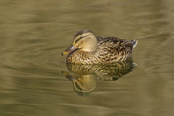 Mallard Duck (Anas platyrhynchos) adult female, swimming, Essex, England, March