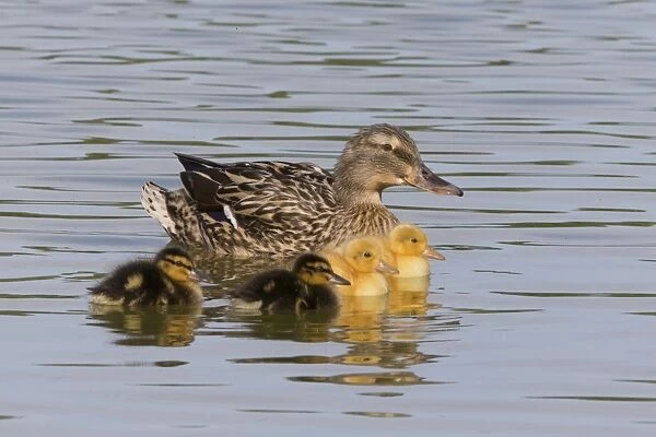 Mallard Duck (Anas platyrhynchos) adult female, with yellow and normal plumage ducklings, swimming, Suffolk, England