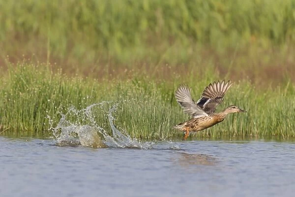 Mallard Duck (Anas platyrhynchos) adult female, in flight, taking off from pool, Suffolk, England, July