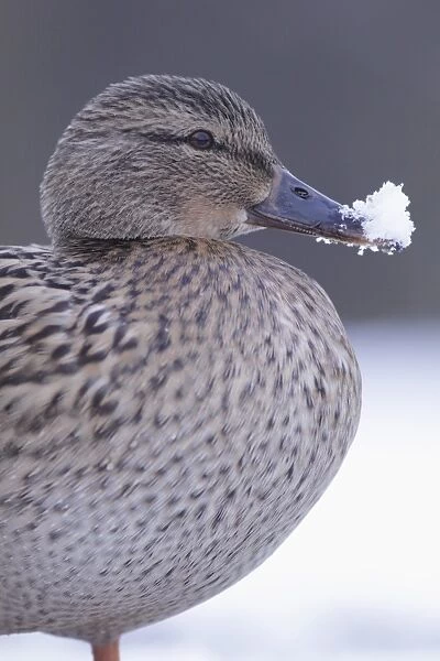 Mallard Duck (Anas platyrhynchos) adult female, close-up of head and breast, with snow on beak, West Yorkshire