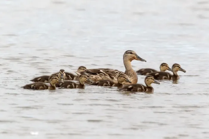 Framed Print : Mallard Duck (Anas platyrhynchos) adult female with ducklings, swimming, Norfolk, England, july Framed Print : Mallard Duck (Anas platyrhynchos) adult female with ducklings, swimming, Norfolk, England, july