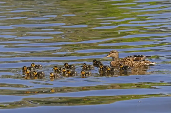 Framed Print : Mallard Duck (Anas platyrhynchos) adult female with fifteen ducklings, swimming, River Thames, Berkshire, England, april