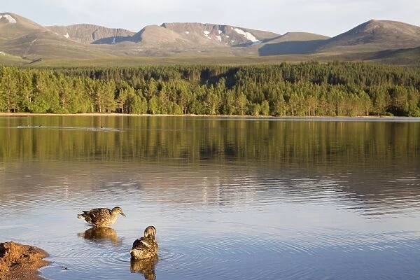 Mallard Duck (Anas platyrhynchos) two adult females, standing at edge of freshwater loch habitat, Loch Morlich