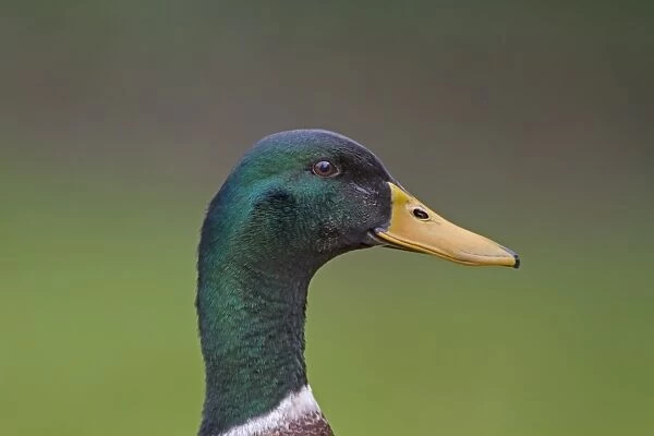 Mallard Duck (Anas platyrhynchos) adult male, close-up of head, Norfolk, England, March